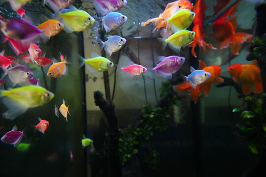 Colorful Fish in Aquarium Glofish and Goldfish Close Up