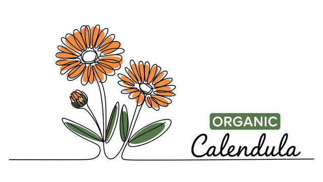 Continuous single line drawing of orange calendula flowers with organic text label for natural skincare and herbal medicine branding or product design