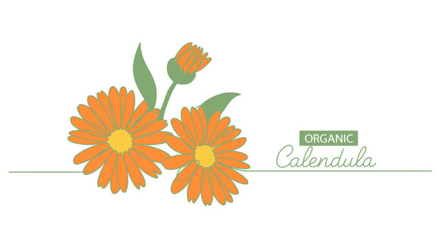 Orange calendula flowers with green leaves and organic text label illustration