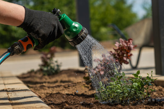 Watering young plants using a green adjustable nozzle garden hose at an outdoor gardening site. 