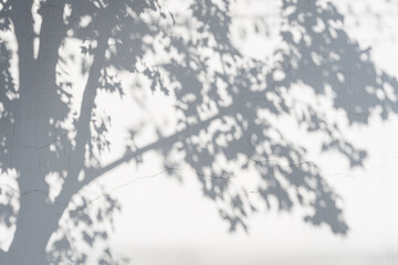 Obraz premium Abstract blurred black and white background of tree canopy with dappled sunlight