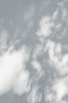 Shadow of tree branch sway in the wind on white wall background