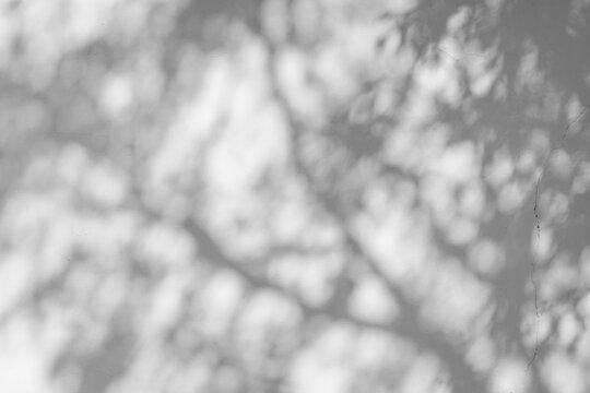 Dappled light and shadow filtering through foliage, blurred monochrome texture