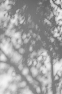 Dappled light and shadow filtering through foliage, blurred monochrome texture
