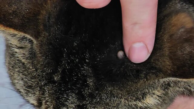 Ticks and parasites in cats.Tick in a cats head.Ridding a cat of parasites.