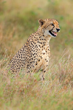 A snarling cheetah (Acinonyx jubatus) sitting in natural habitat, South Africa