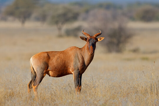A rare tsessebe antelope (Damaliscus lunatus) standing in natural habitat, Mokala National Park, South Africa
