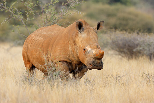 An endangered white rhinoceros (Ceratotherium simum) standing in natural habitat, South Africa