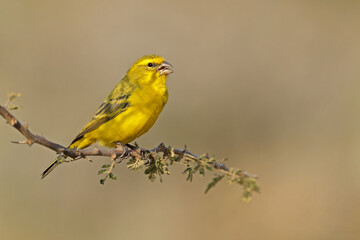 Fototapeta premium A colorful male yellow canary (Crithagra flaviventris) perched on a branch, South Africa