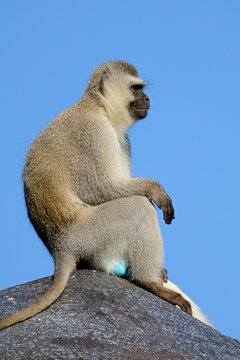 A male vervet monkey (Cercopithecus aethiops) on the lookout, South Africa