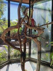 Kandang burung kakatua dengan kayu yang antik melintang  © Danik