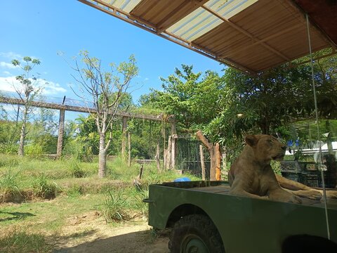 Seekor singa betina sedang duduk 