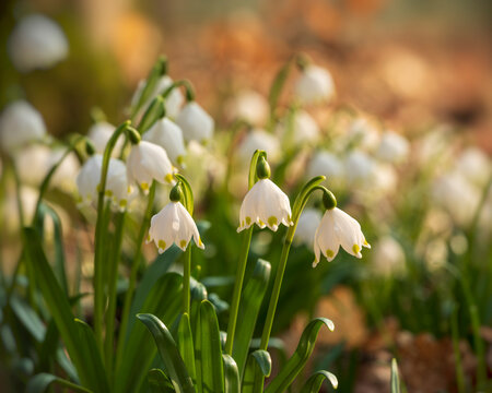 M&auml;rzenbecher bl&uuml;hen in einem Wald im Fr&uuml;hling