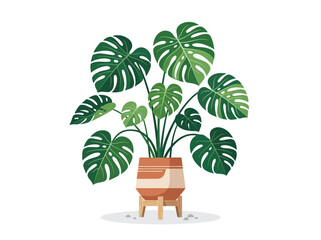 Monstera plant in a pot on a stand. © Gerry