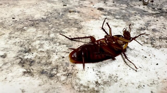 Close-up of a dying cockroach lying on its back and moving its legs on a dirty concrete floor. Pest control, insect infestation, and hygiene concept.