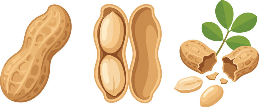 Peanut vector illustration set featuring whole raw groundnut open pod with kernels and green leaves for product packaging design