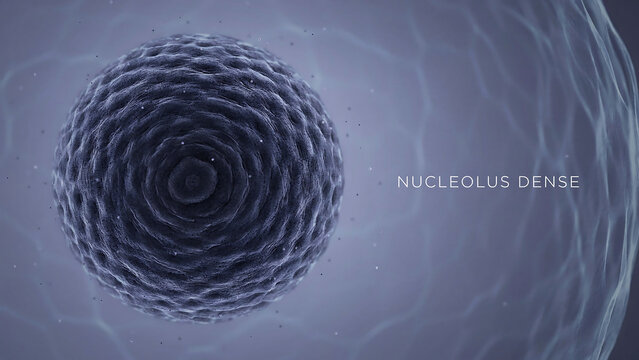 Dense nucleolus in a cell with a textured surface and a dark center surrounded by a light purple cytoplasmic area with wavy lines