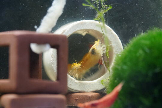Aquarium Shrimp Underwater World Freshwater Tank