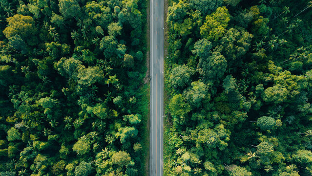 Top Down Aerial View of Empty Road Cutting Through Dense Tropical Forest