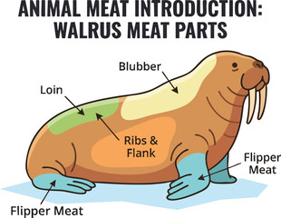 An educational diagram displaying labels for various walrus meat parts including blubber loin ribs flank and flippers © Michelle studio