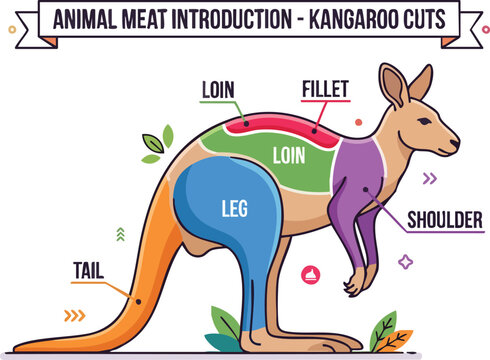 An educational illustration labeling kangaroo meat cuts on a stylized colorcoded cartoon kangaroo figure