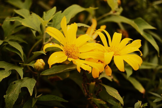 Yellow wild sunflowers blooming in a foggy field