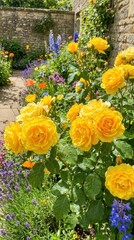 Fototapeta premium Vibrant colorful yellow roses blooming beautifully under bright garden sunlight