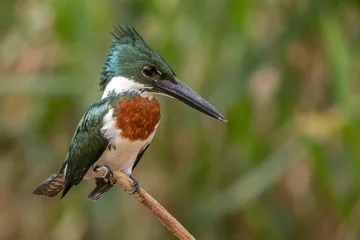 Fotobehang IJsvogel Amazon Kingfisher - Chloroceryle amazona, beautiful green and white kingfisher from New World fresh waters, Pantanal, Brazil.  © David