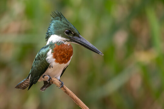 Amazon Kingfisher - Chloroceryle amazona, beautiful green and white kingfisher from New World fresh waters, Pantanal, Brazil.