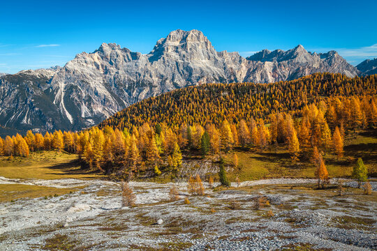 Autumn larch forest and high mountain ridges in background, Dolomites