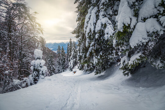 Frozen winter landscape with snow covered rural road, Christmas feeling