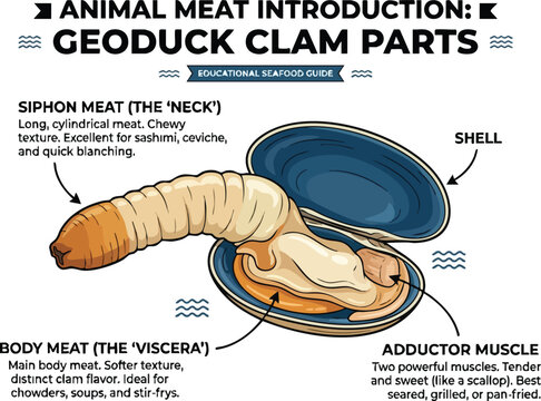 Educational diagram labeling parts of an open geoduck clam including the siphon body meat adductor muscle and shell