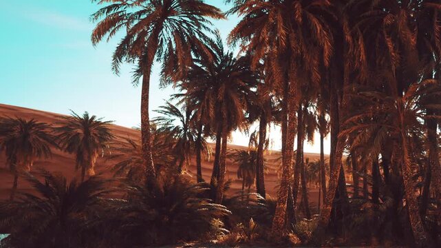 Palm trees line the area with sand dunes rising in the background under a clear blue sky. The scene shows nature in a warm, sunny environment during daylight.