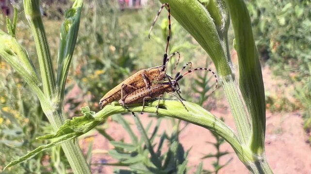 Two longhorn beetles mating on a green plant stem in close-up macro nature photograph