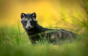 Common raccoon dog ( Nyctereutes viverrinus ) © Piotr Krzeslak