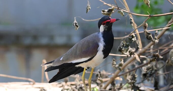 Red wattled lapwing bird standing in nature