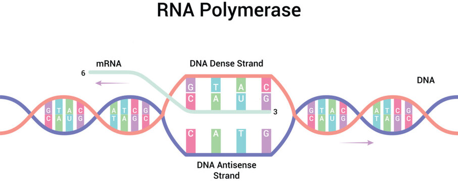 RNA Polymerase Transcription Process Vector Illustration Diagram