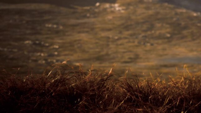 Grass grows along the edge of water with soft ripples. The sun sets behind the horizon, casting warm light on the scene. The setting shows a natural landscape.