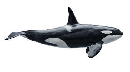 Fototapeta premium A detailed side view of an orca whale showcasing its distinctive black and white markings against a plain background.