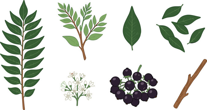 Fresh Curry Leaf Botanical Vector Element Set with Pinnate Green Leaves, Branch, White Flowers, Black Berries, and Twigs for Culinary Designs