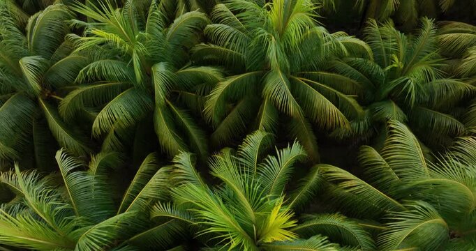 Aerial view of coconut trees field 
