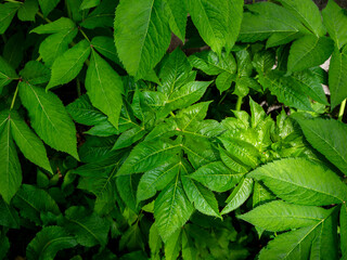 新緑の雑草の葉　長野県白馬村 © RATM