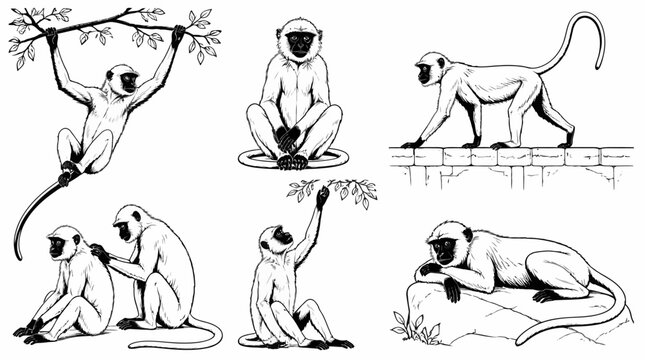 Set of Hanuman Langur Monkey Illustrations in Various Natural Poses
