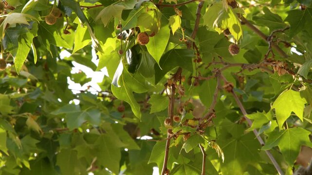 Sunlight Filtering Through Green Plane Tree Leaves and Seed Pods