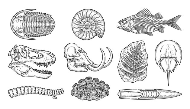 Fossil Collection Illustration