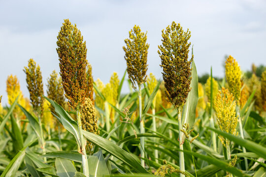 Jowar grain sorghum crop farm