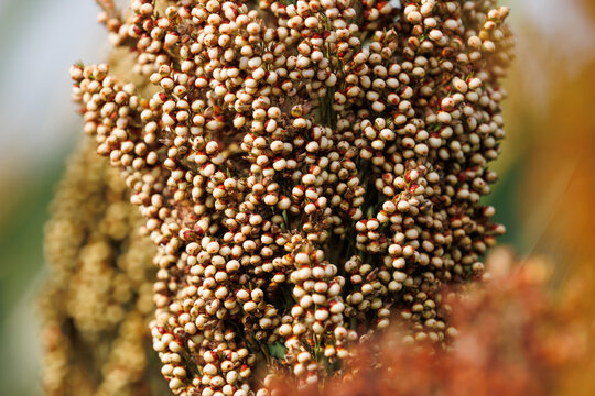 Jowar grain sorghum crop farm