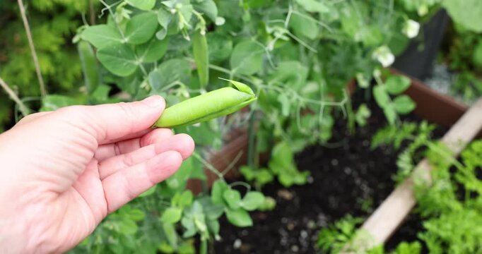 Farmer hand opening fresh green pea pod revealing raw sweet peas in garden. Organic agriculture farm background for sustainable food production concept. Healthy vegetarian nutrition close up copy spac