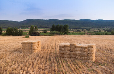 Obraz premium Traditional Square Hay Bales in Golden Agricultural Field