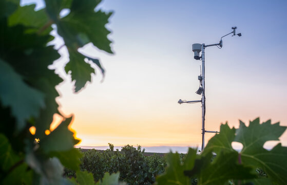 Pole weather recording instruments in a vineyard at Tierra de Ba